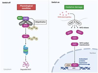 Dual role of Nrf2 signaling in hepatocellular carcinoma: promoting development, immune evasion, and therapeutic challenges